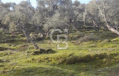 Milas Kafaca Köyü Satılık Bakımlı Zeytinlik