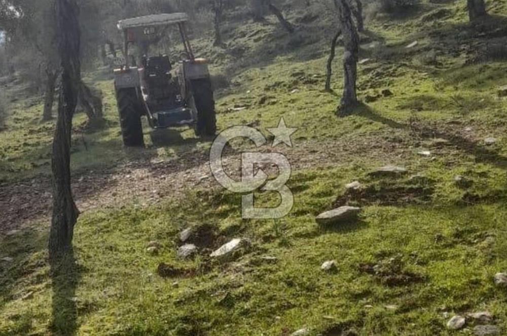 Milas Kafaca Köyü Satılık Bakımlı Zeytinlik