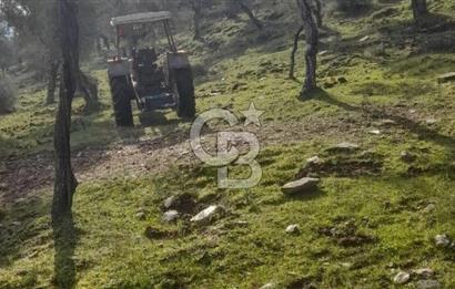 Milas Kafaca Köyü Satılık Bakımlı Zeytinlik