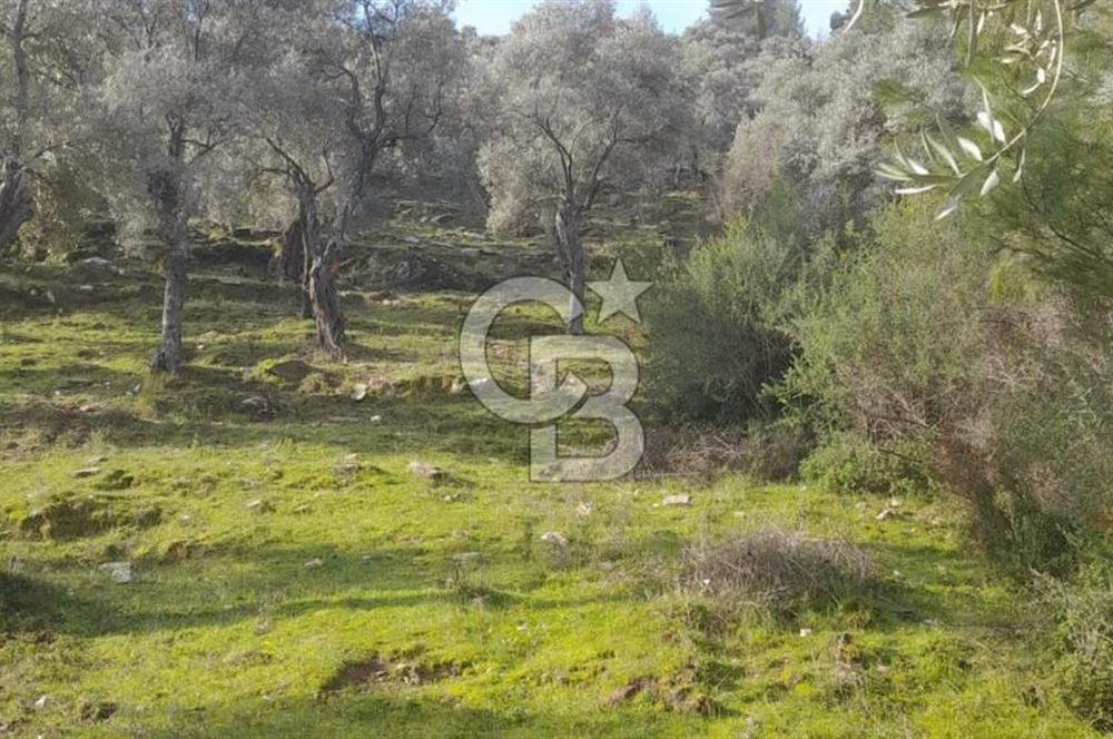 Milas Kafaca Köyü Satılık Bakımlı Zeytinlik