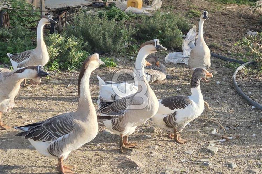 Yalova Altınova çavuş çiftliği eşyalı satılık çiftlik evi 