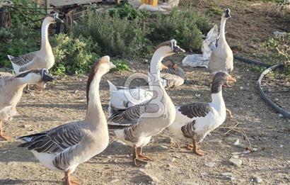 Yalova Altınova çavuş çiftliği eşyalı satılık çiftlik evi 