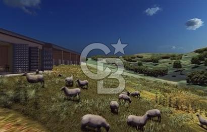 Manyas'ta Ruhsatlı, Projeli, İnşaata Hazır 15 Dönüm Çiftlik