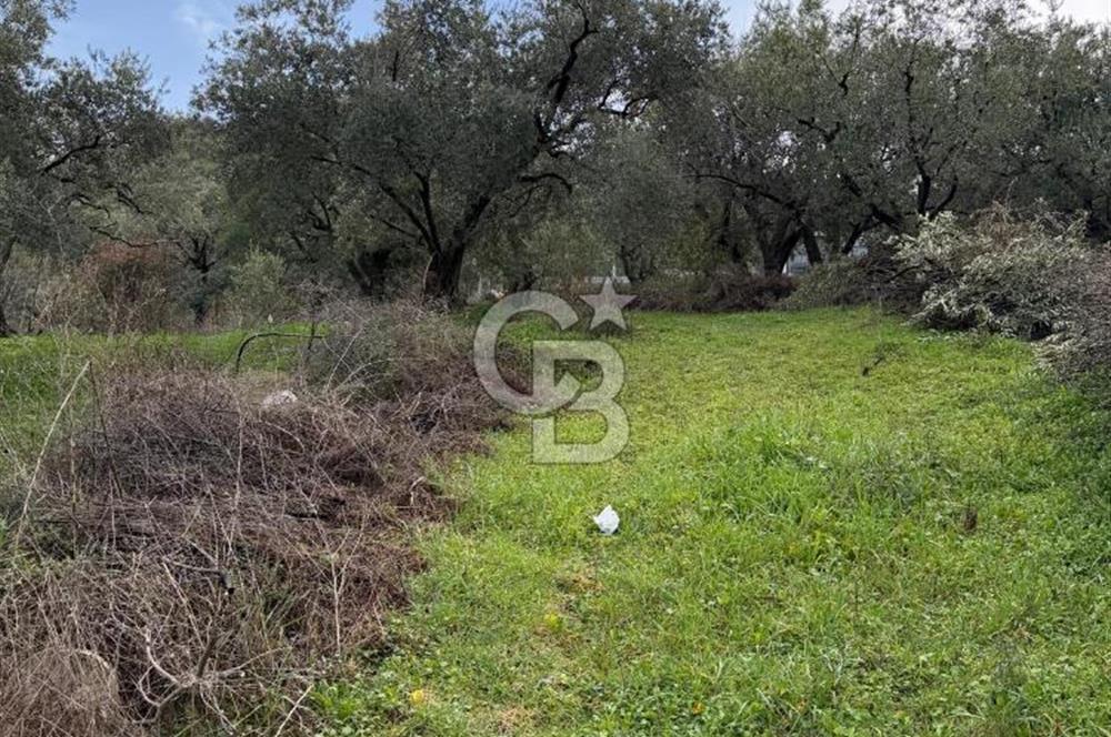 Turgutlu Dalbahçe Mahallesi Merkezde Satılık 811 M2 Zeytinlik