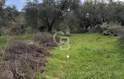 Turgutlu Dalbahçe Mahallesi Merkezde Satılık 811 M2 Zeytinlik