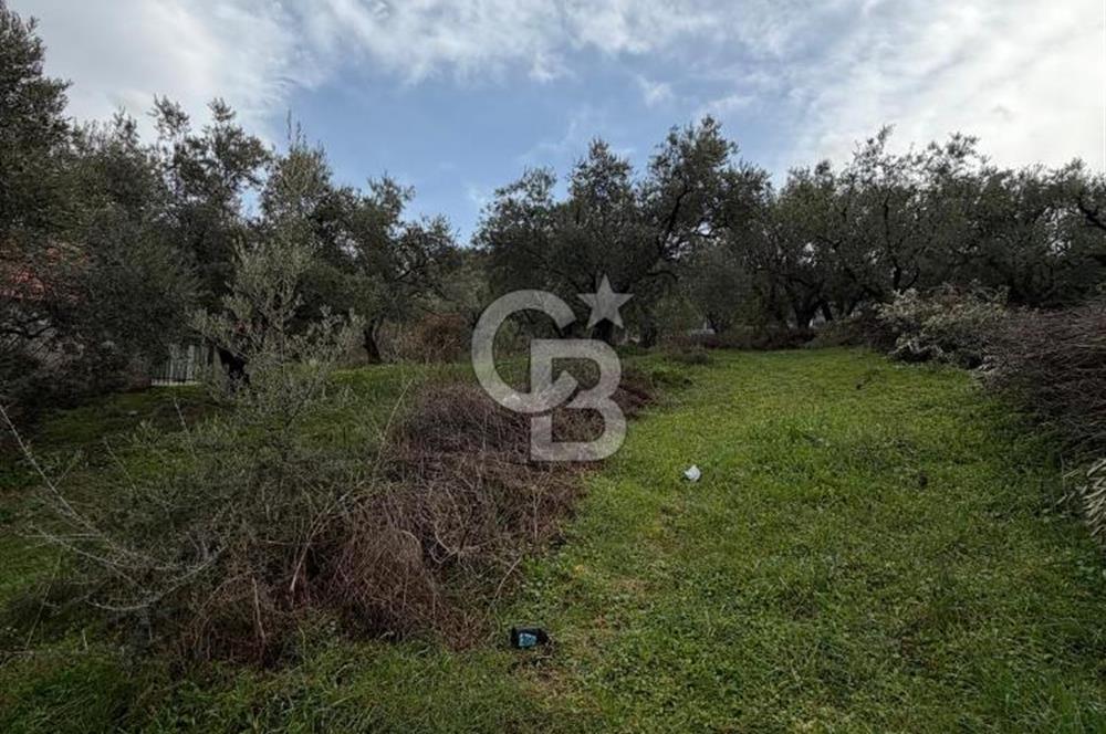 Turgutlu Dalbahçe Mahallesi Merkezde Satılık 811 M2 Zeytinlik