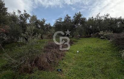 Turgutlu Dalbahçe Mahallesi Merkezde Satılık 811 M2 Zeytinlik