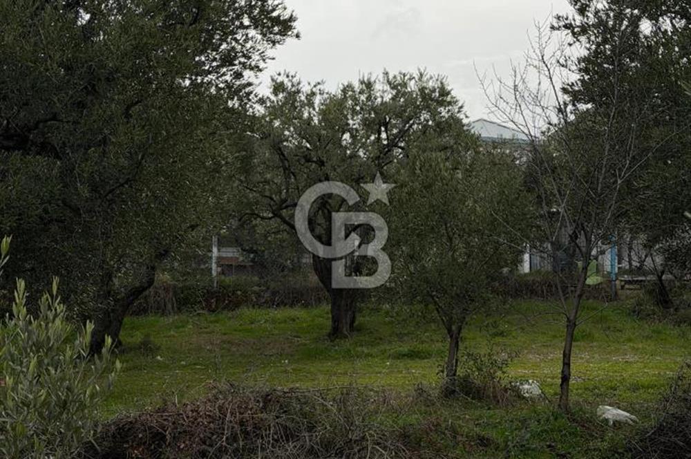 Turgutlu Dalbahçe Mahallesi Merkezde Satılık 811 M2 Zeytinlik