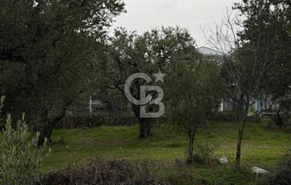 Turgutlu Dalbahçe Mahallesi Merkezde Satılık 811 M2 Zeytinlik