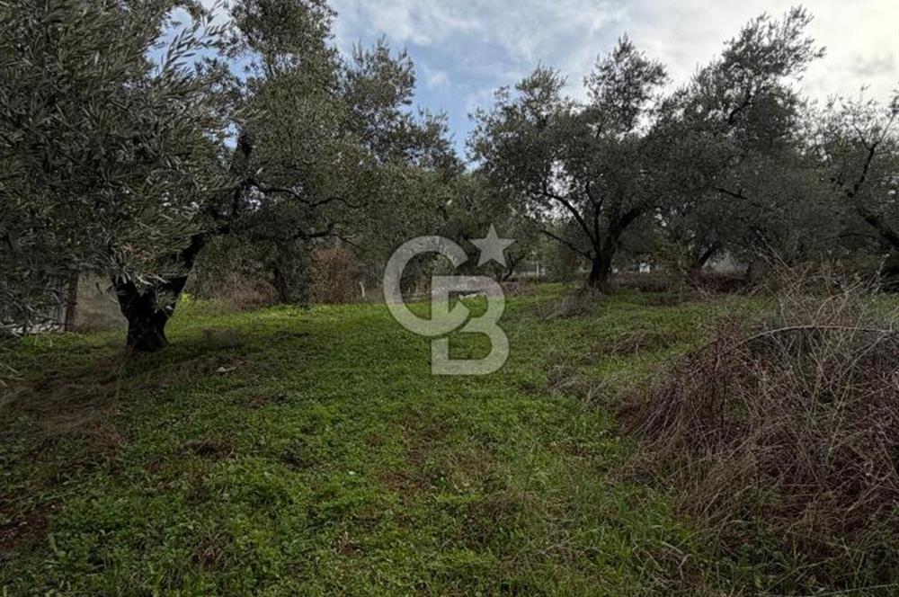 Turgutlu Dalbahçe Mahallesi Merkezde Satılık 811 M2 Zeytinlik