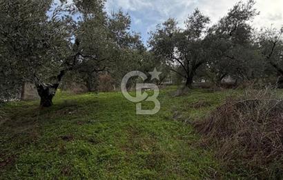 Turgutlu Dalbahçe Mahallesi Merkezde Satılık 811 M2 Zeytinlik