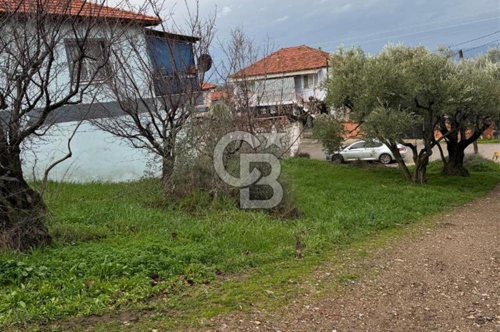 Turgutlu Dalbahçe Mahallesi Merkezde Satılık 811 M2 Zeytinlik