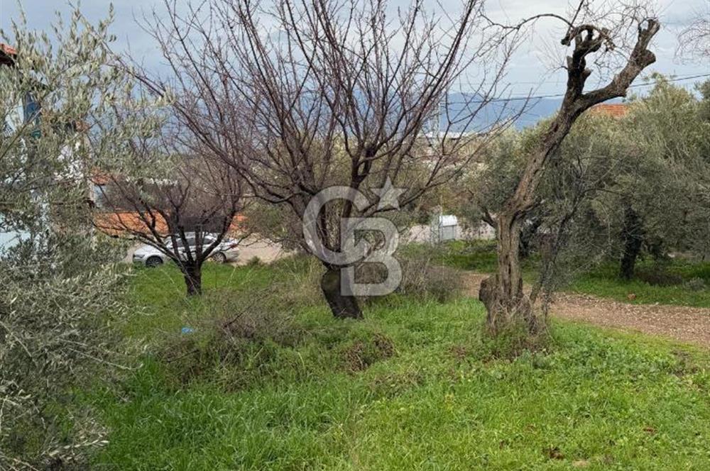 Turgutlu Dalbahçe Mahallesi Merkezde Satılık 811 M2 Zeytinlik