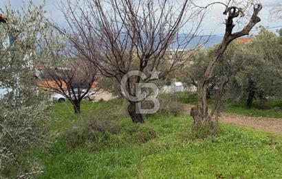 Turgutlu Dalbahçe Mahallesi Merkezde Satılık 811 M2 Zeytinlik