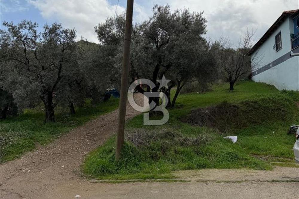 Turgutlu Dalbahçe Mahallesi Merkezde Satılık 811 M2 Zeytinlik