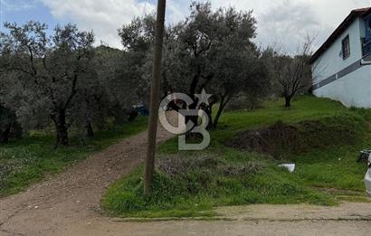 Turgutlu Dalbahçe Mahallesi Merkezde Satılık 811 M2 Zeytinlik