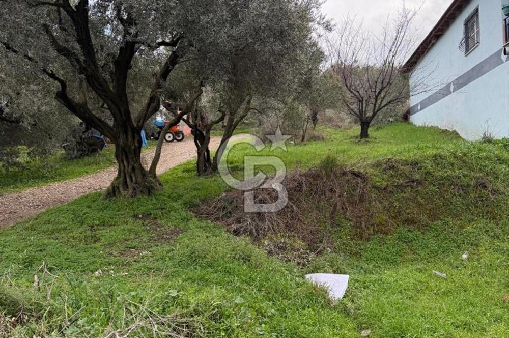 Turgutlu Dalbahçe Mahallesi Merkezde Satılık 811 M2 Zeytinlik