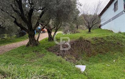 Turgutlu Dalbahçe Mahallesi Merkezde Satılık 811 M2 Zeytinlik