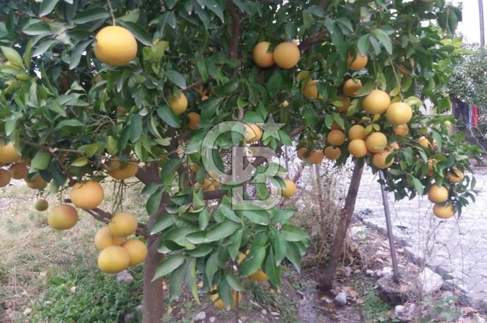 MUĞLA SEYDİKEMER'DE SATILIK TARIM ARAZİ HİSSESİ