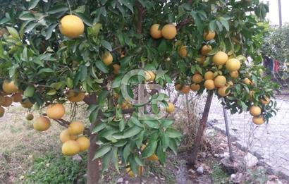 MUĞLA SEYDİKEMER'DE SATILIK TARIM ARAZİ HİSSESİ