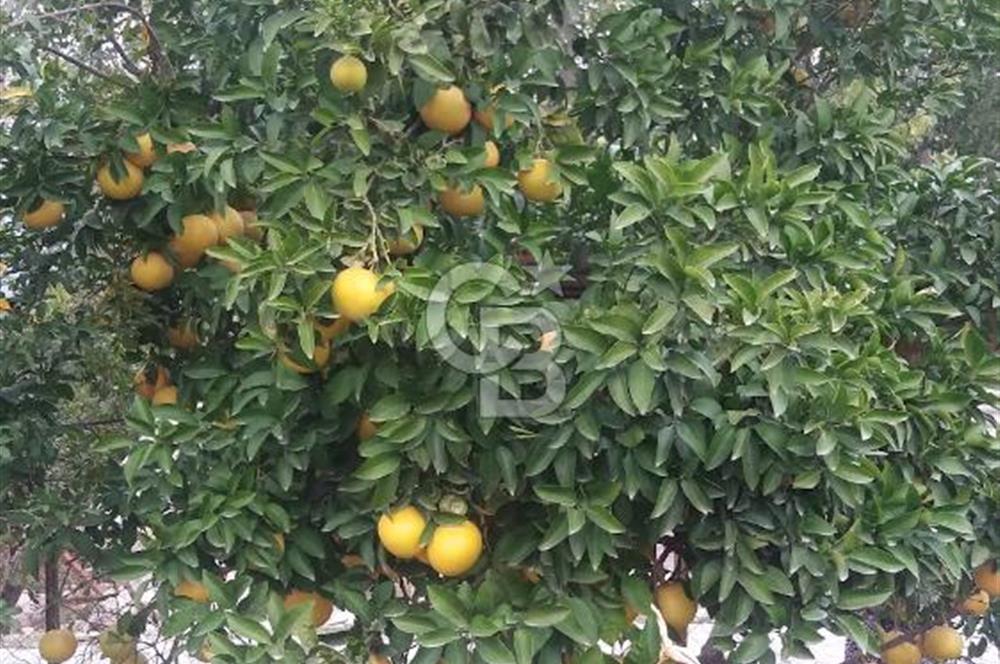 MUĞLA SEYDİKEMER'DE SATILIK TARIM ARAZİ HİSSESİ