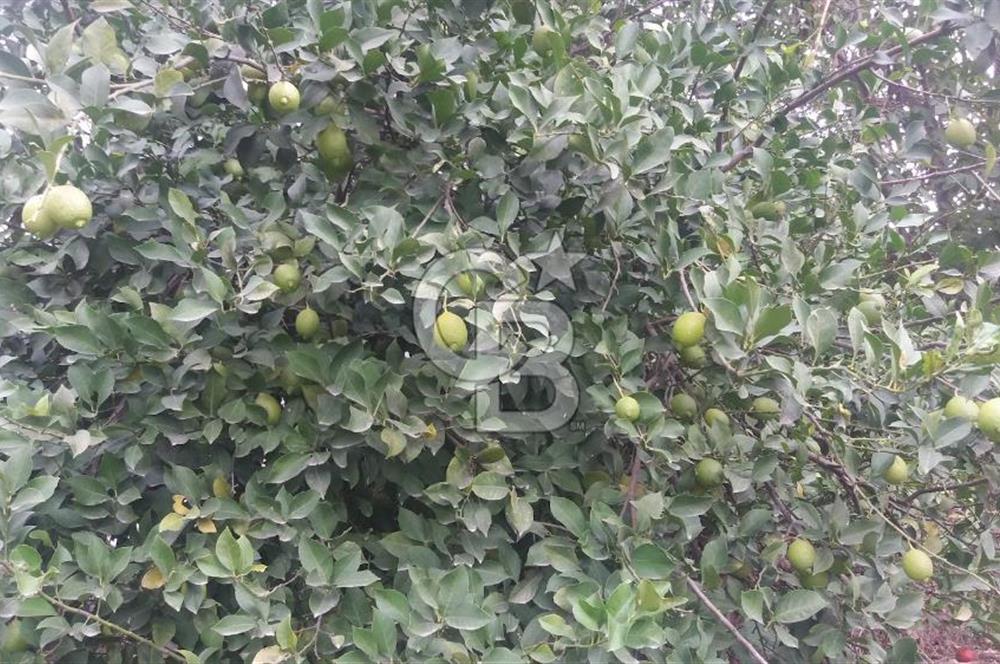 MUĞLA SEYDİKEMER'DE SATILIK TARIM ARAZİ HİSSESİ