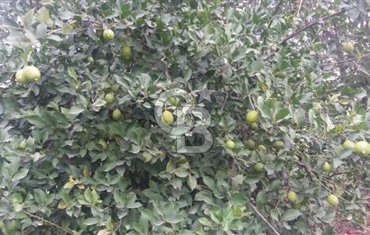 MUĞLA SEYDİKEMER'DE SATILIK TARIM ARAZİ HİSSESİ