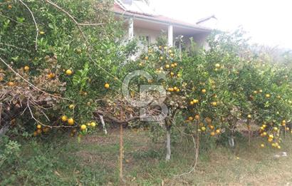 MUĞLA SEYDİKEMER'DE SATILIK TARIM ARAZİ HİSSESİ