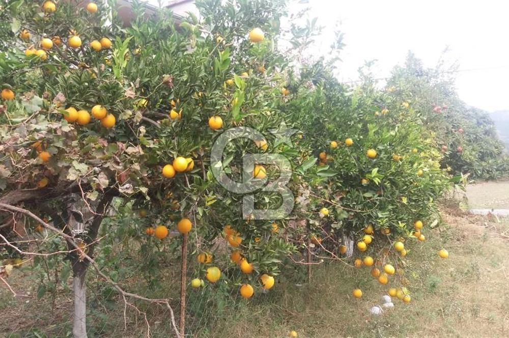 MUĞLA SEYDİKEMER'DE SATILIK TARIM ARAZİ HİSSESİ