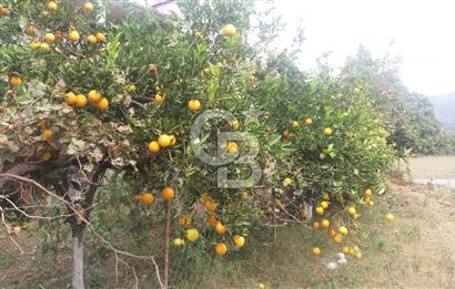 MUĞLA SEYDİKEMER'DE SATILIK TARIM ARAZİ HİSSESİ