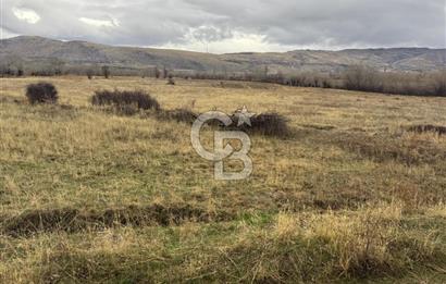 COLDWELL BANKER SAFİR'den DOĞANŞEHİR de SATILIK TARLA