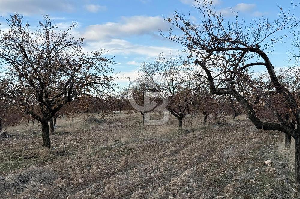 COLDWELL BANKER SAFİR'den ESKİMALATYA da SATILIK KAYISI BAHÇESİ