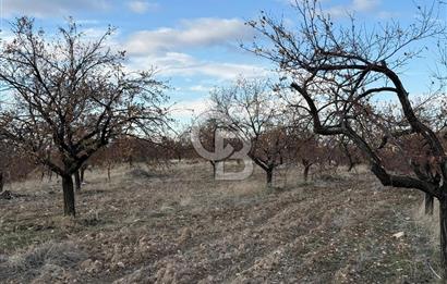 COLDWELL BANKER SAFİR'den ESKİMALATYA da SATILIK KAYISI BAHÇESİ
