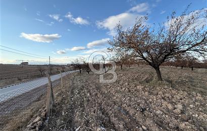 COLDWELL BANKER SAFİR'den ESKİMALATYA da SATILIK KAYISI BAHÇESİ