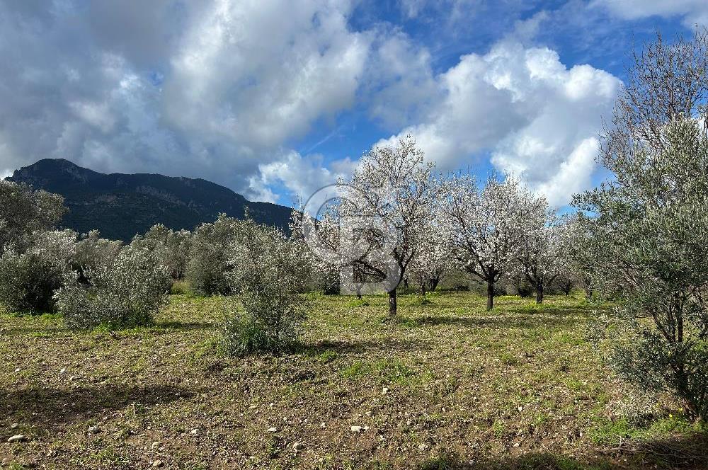 Datça Karaköy’de Eşsiz Yatırım Fırsatı – 6.043 m² Satılık Arsa