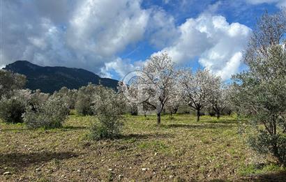 Datça Karaköy’de Eşsiz Yatırım Fırsatı – 6.043 m² Satılık Arsa
