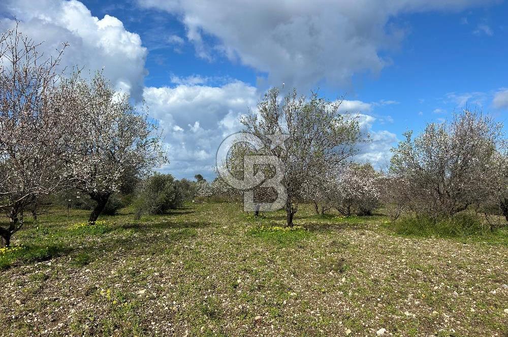 Datça Karaköy’de Eşsiz Yatırım Fırsatı – 6.043 m² Satılık Arsa