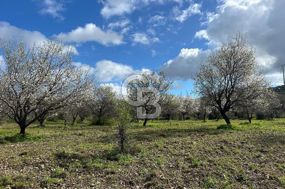 Datça Karaköy’de Eşsiz Yatırım Fırsatı – 6.043 m² Satılık Arsa