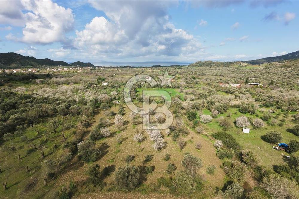 Datça Karaköy’de Eşsiz Yatırım Fırsatı – 6.043 m² Satılık Arsa