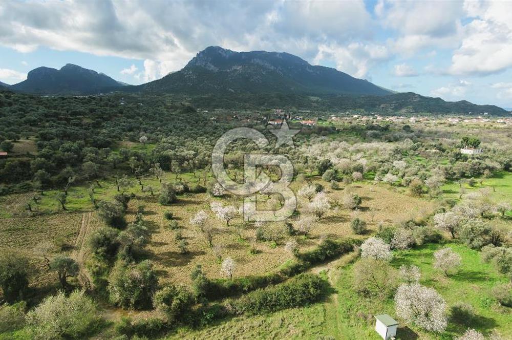 Datça Karaköy’de Eşsiz Yatırım Fırsatı – 6.043 m² Satılık Arsa