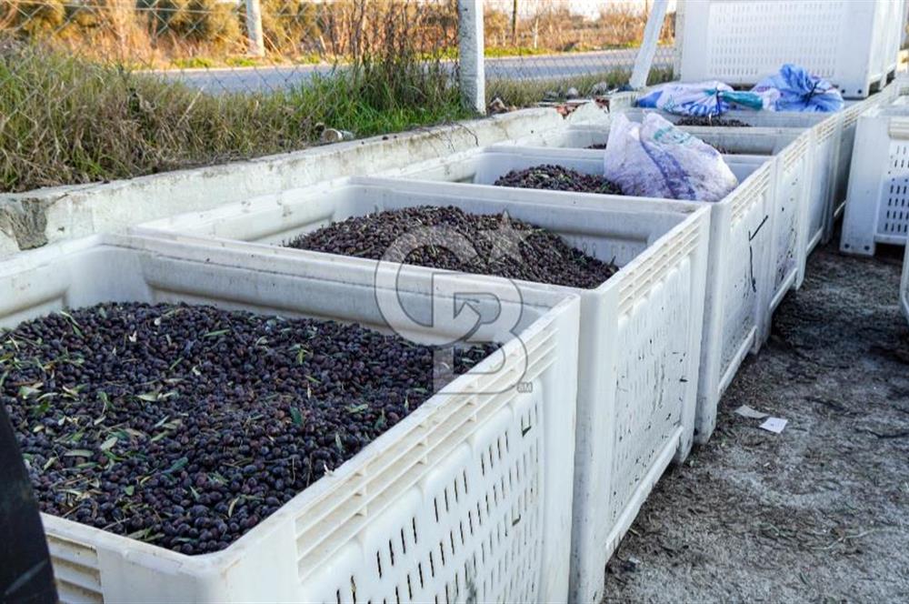 Muğla Yatağan Hisarardında Satılık Zeytinyağı Fabrikası