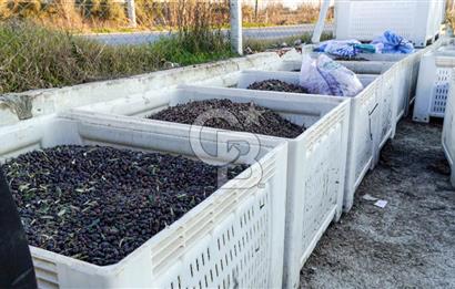 Muğla Yatağan Hisarardında Satılık Zeytinyağı Fabrikası