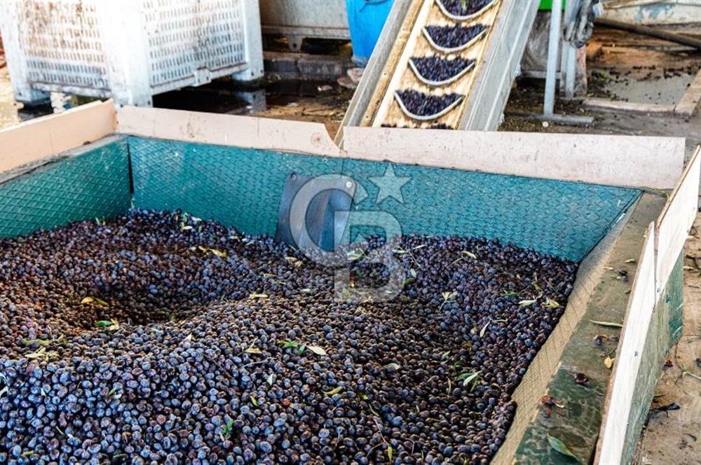 Muğla Yatağan Hisarardında Satılık Zeytinyağı Fabrikası