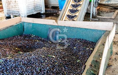 Muğla Yatağan Hisarardında Satılık Zeytinyağı Fabrikası