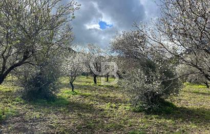 Datça Karaköy’de Eşsiz Yatırım Fırsatı – 6.043 m² Satılık Arsa