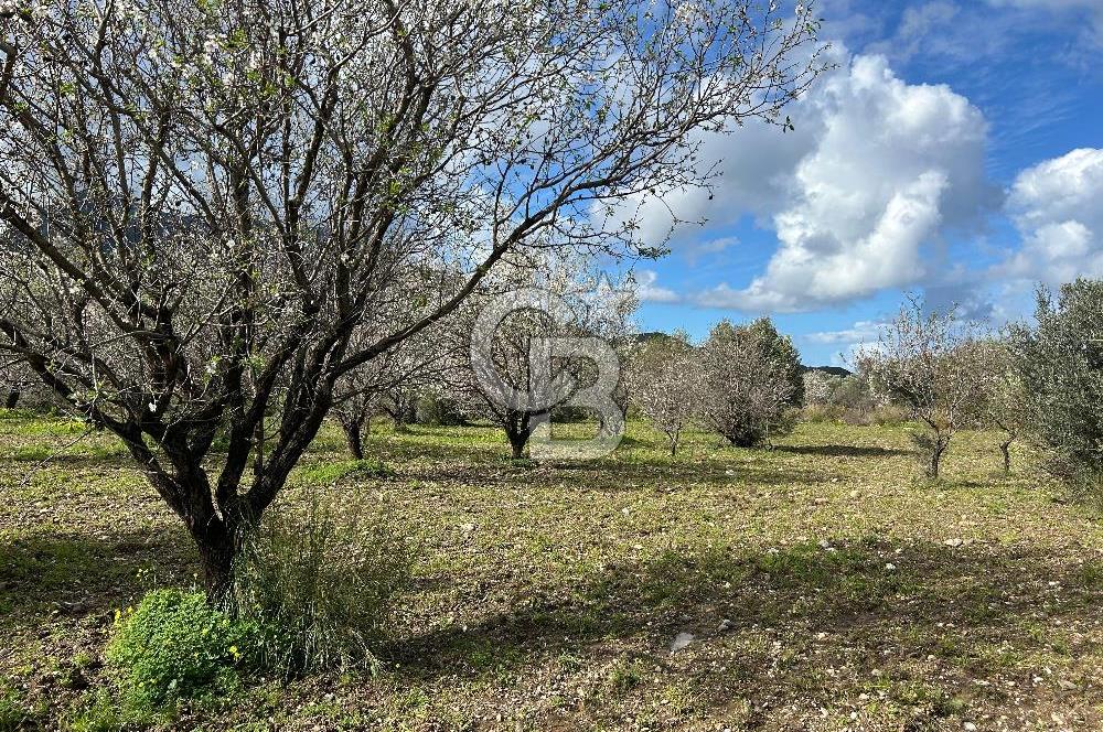 Datça Karaköy’de Eşsiz Yatırım Fırsatı – 6.043 m² Satılık Arsa