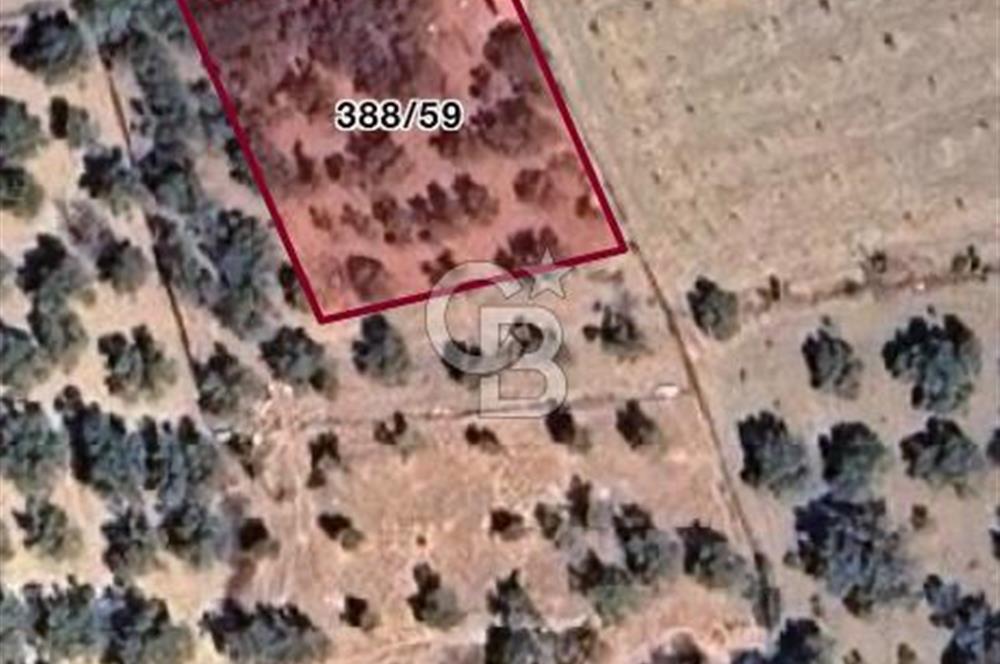 İzmir Kemalpaşa Sütçüler Mh. Müstakil Tapulu Arsa CB PH