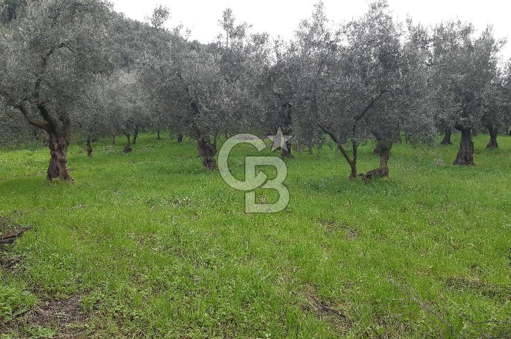 ORHANGAZİ HECELER GÖL MANZARALI 3.137 M2 SATILIK ZEYTİNLİK