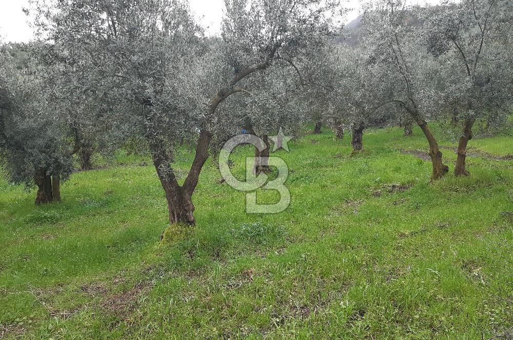 ORHANGAZİ HECELER GÖL MANZARALI 3.137 M2 SATILIK ZEYTİNLİK