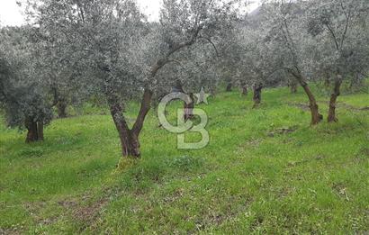 ORHANGAZİ HECELER GÖL MANZARALI 3.137 M2 SATILIK ZEYTİNLİK